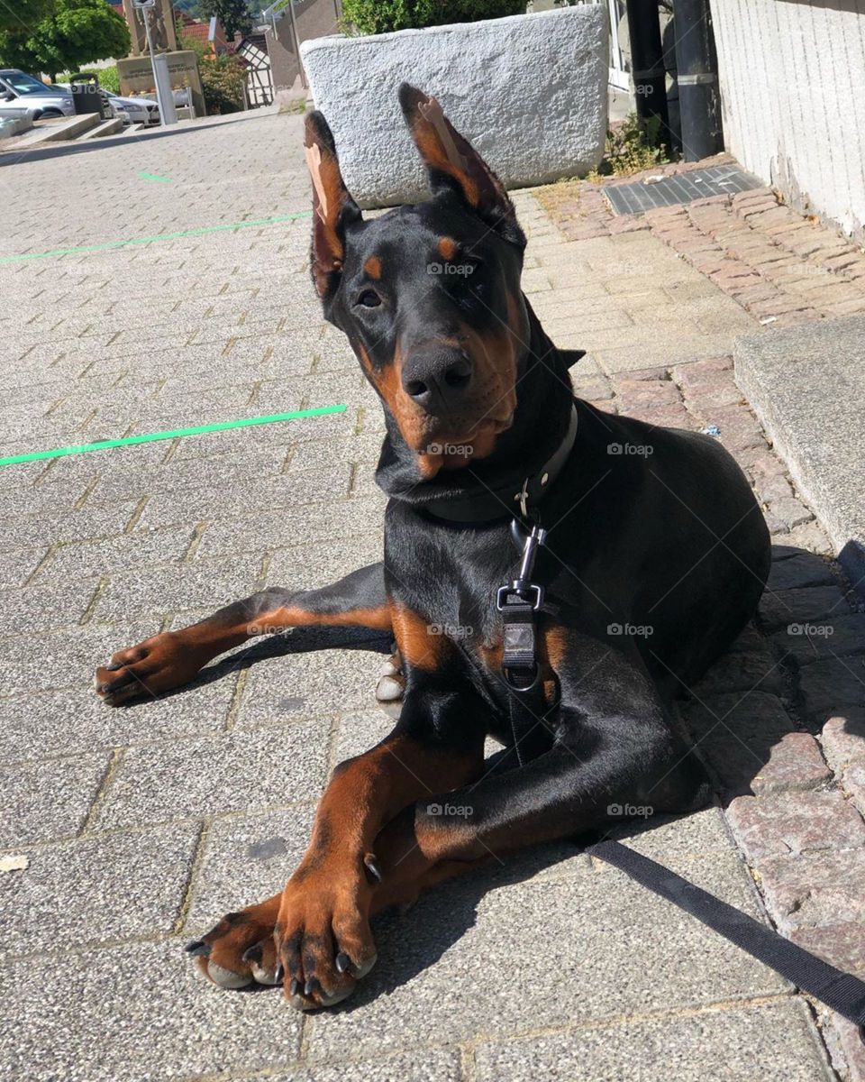 dobermann