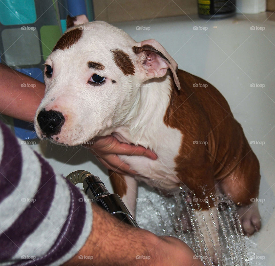Puppy and Your First Bath