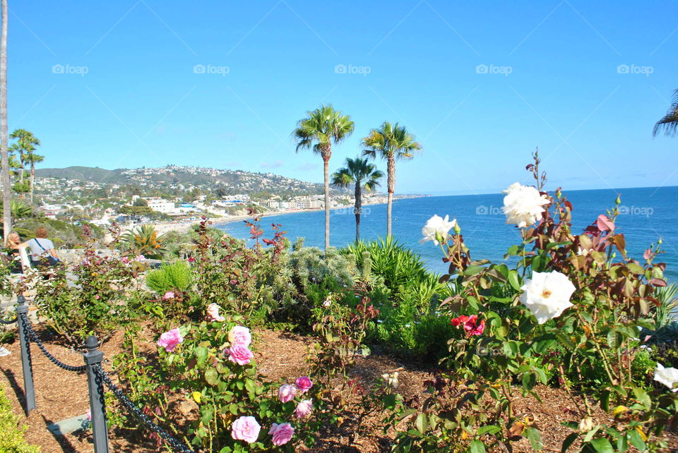 Beautiful garden at Laguna beach, Ca