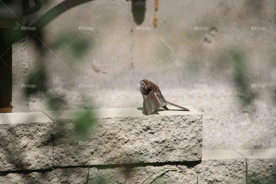 Bird, Nature, No Person, Outdoors, Wildlife