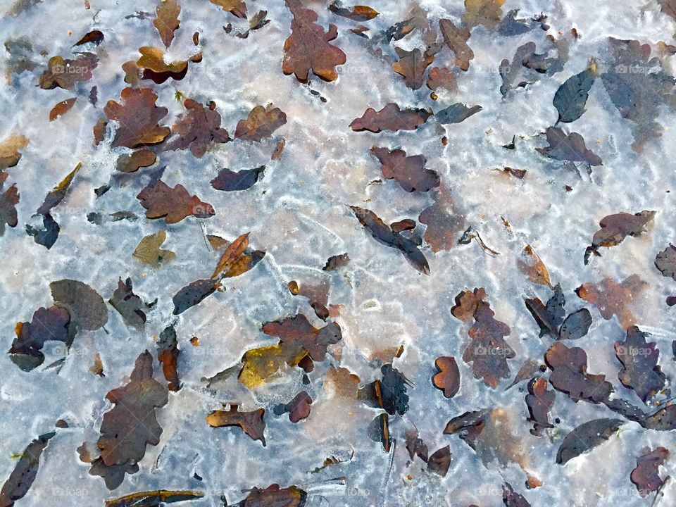 Frozen leaves on the ground 