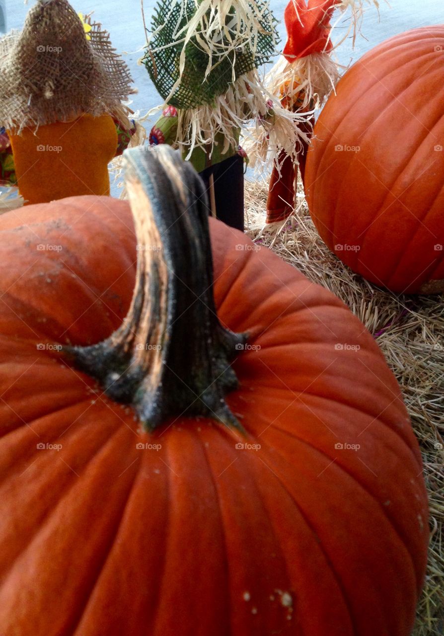 Pumpkin pumpkin whose got the pumpkin? 