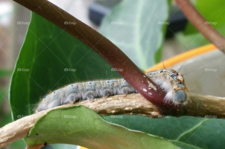 Caterpillar legs