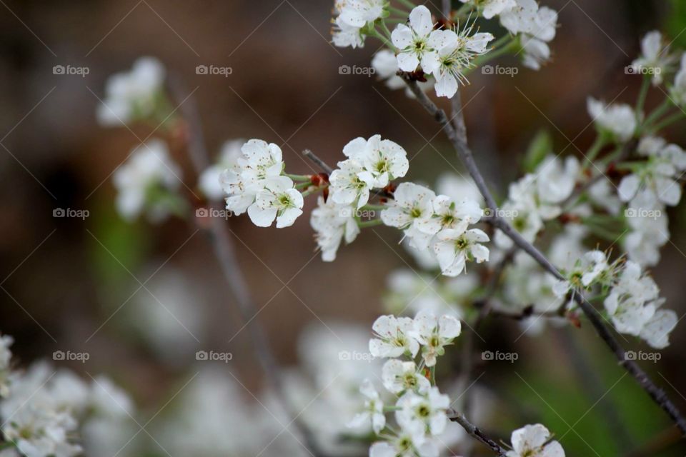 Flowering Beauty