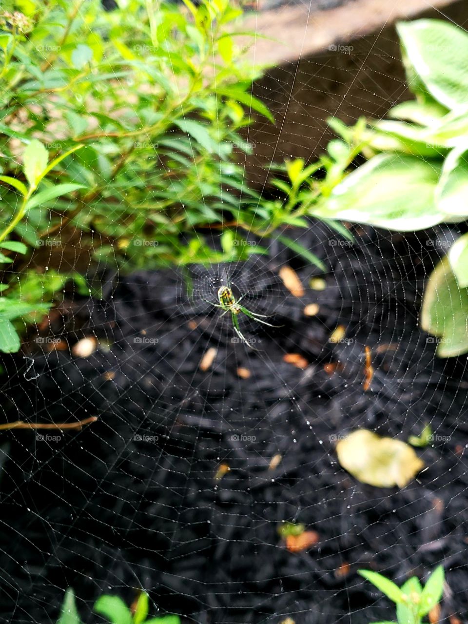 Green spider resting on a few covered web
