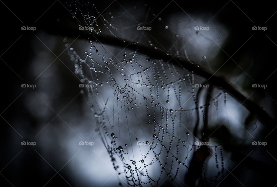 Spiderweb with dewdrops