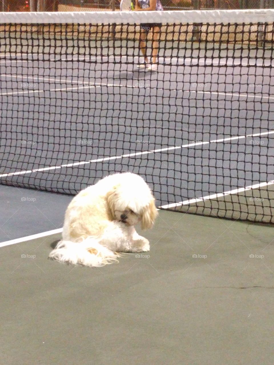Doggie On The Court