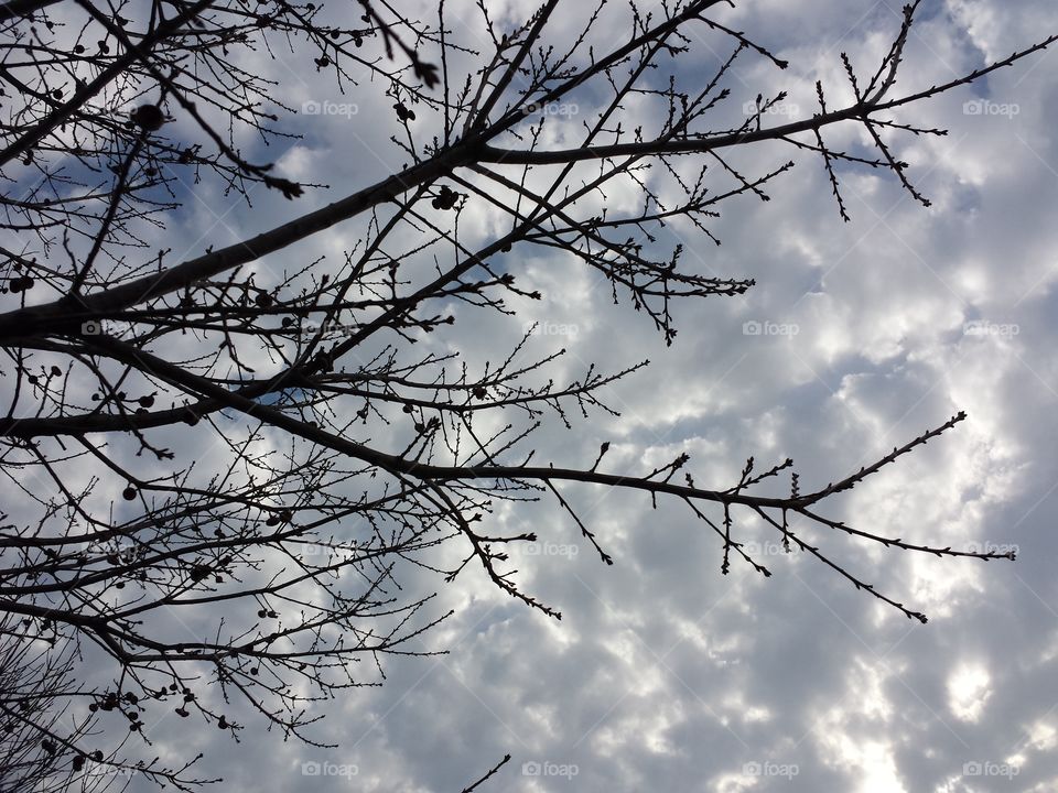 Black Oak Spring Branches