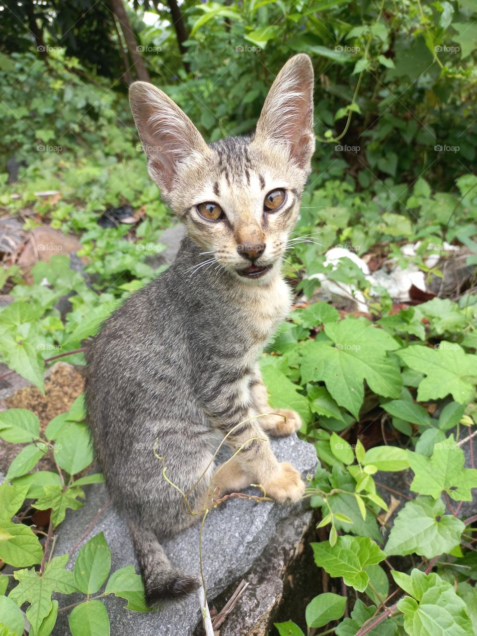 The cute kitten is in the grass garden