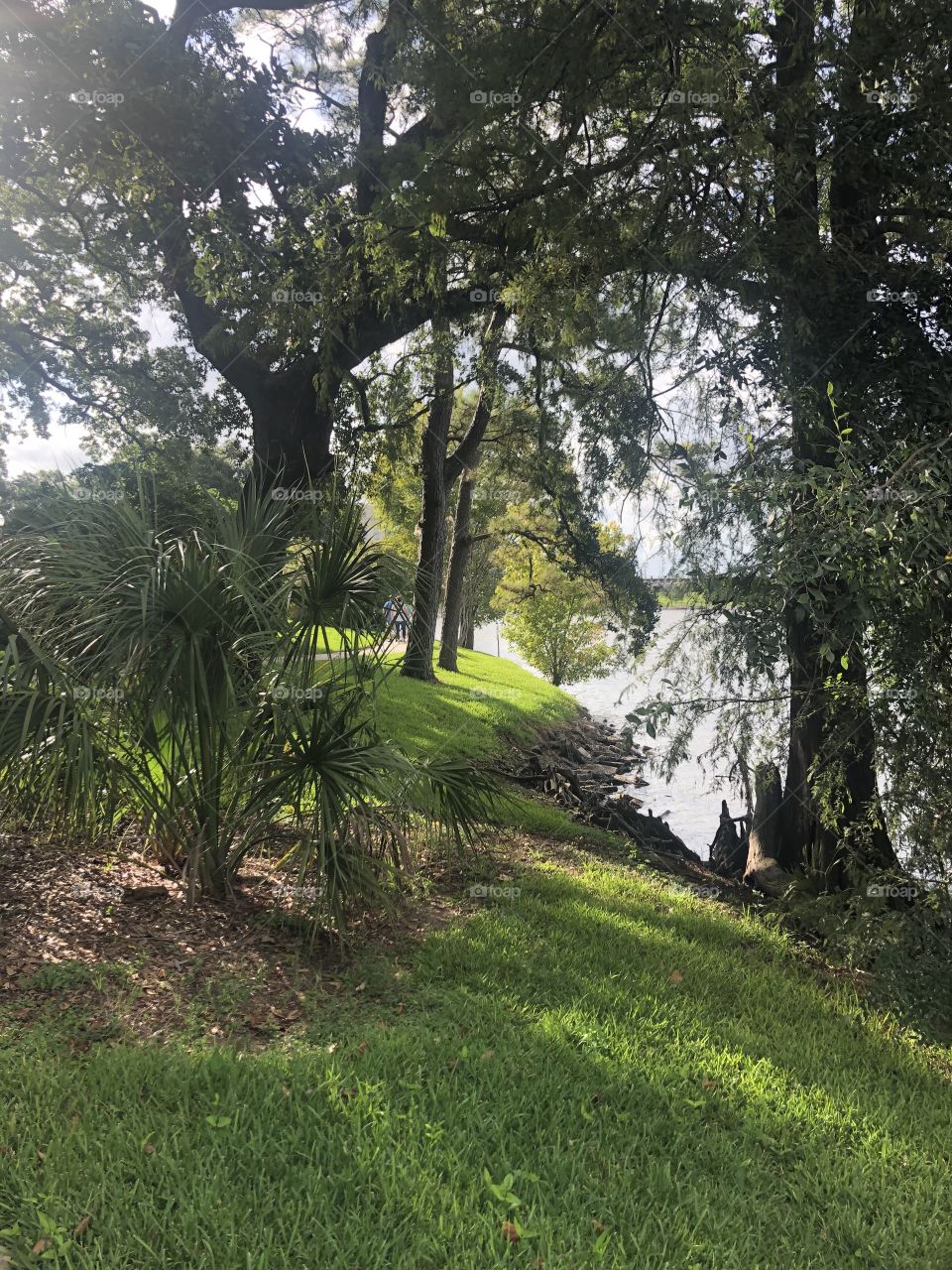 A beautiful park in Baton Rouge, Louisiana with trees grass water. 