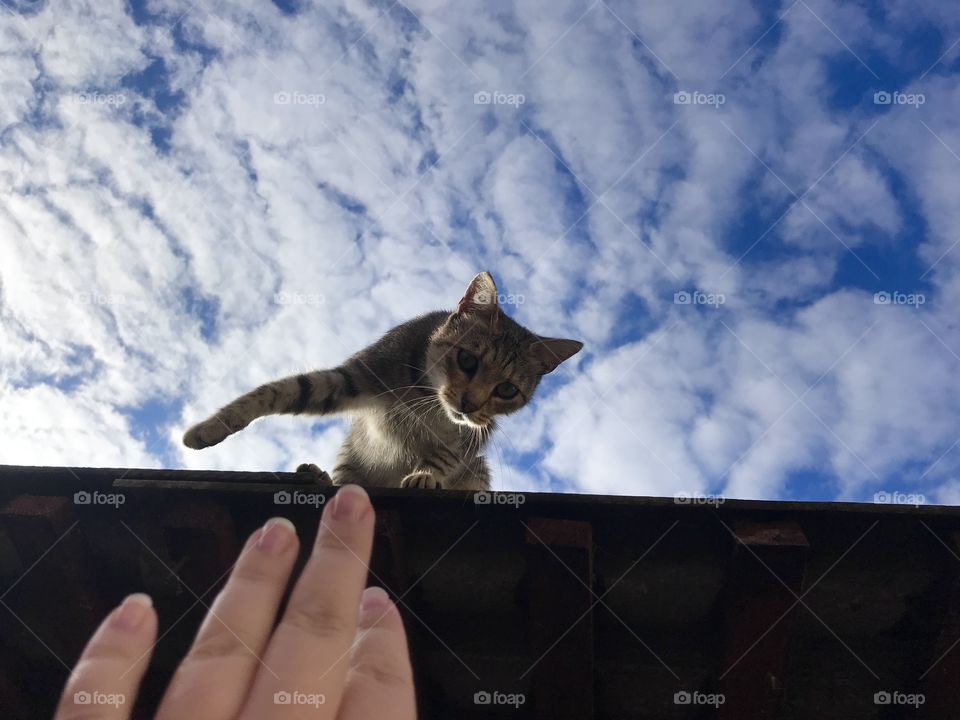 A cat is trying to reach a human hand from the rooftop.