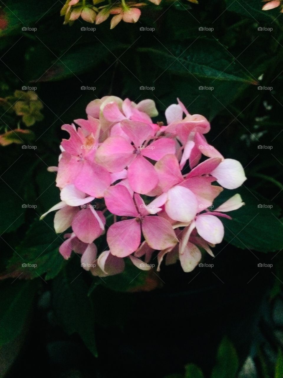 Beautiful flower photography 