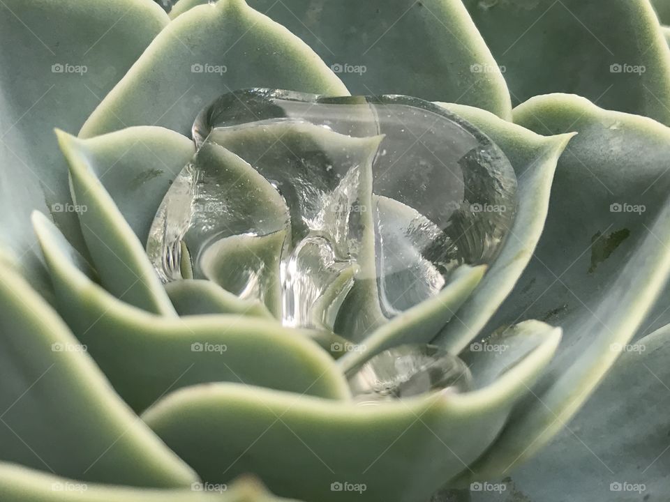 Water form in succulent plant