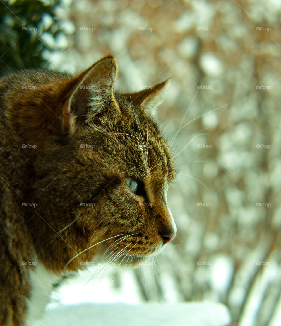 cat outdoors in the snow