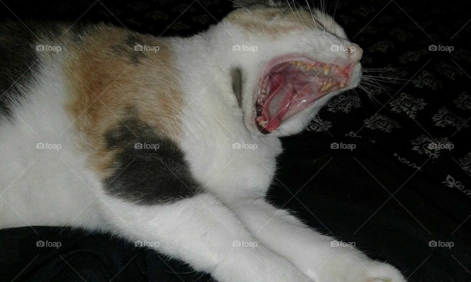 My kitty cat in the process of yawning