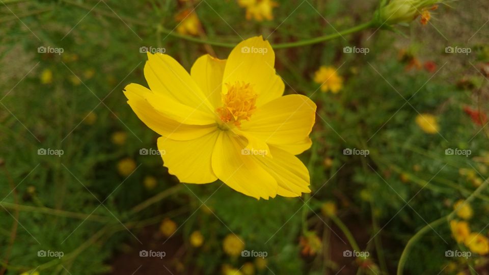 India puducherry bharathi park yellow flower. nice to see.