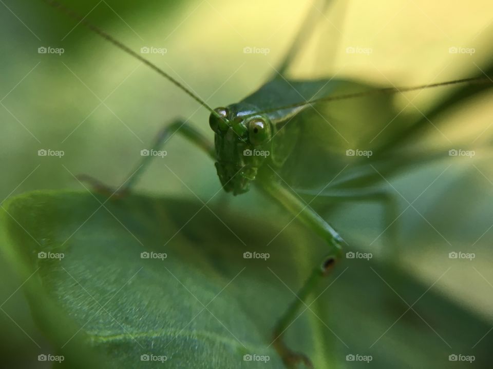 Grasshopper closeup 
