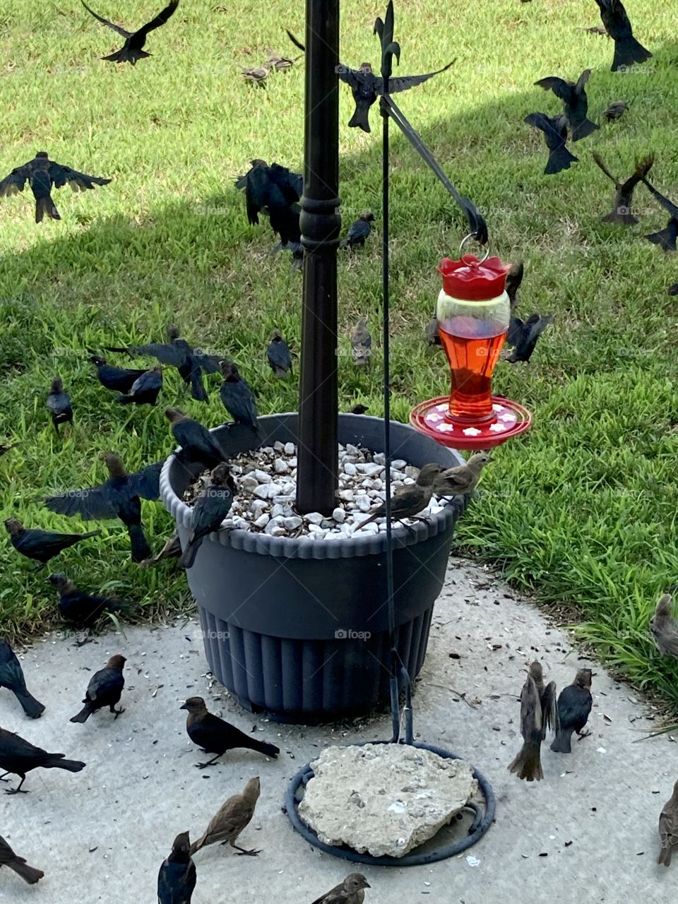 Flock of black birds next to red humming bird feeder