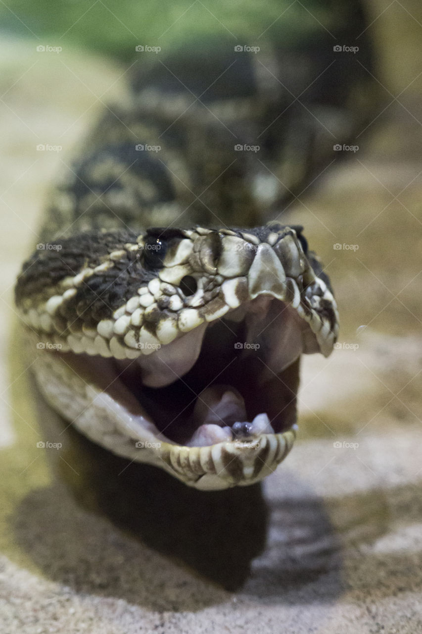Close-up of a snake