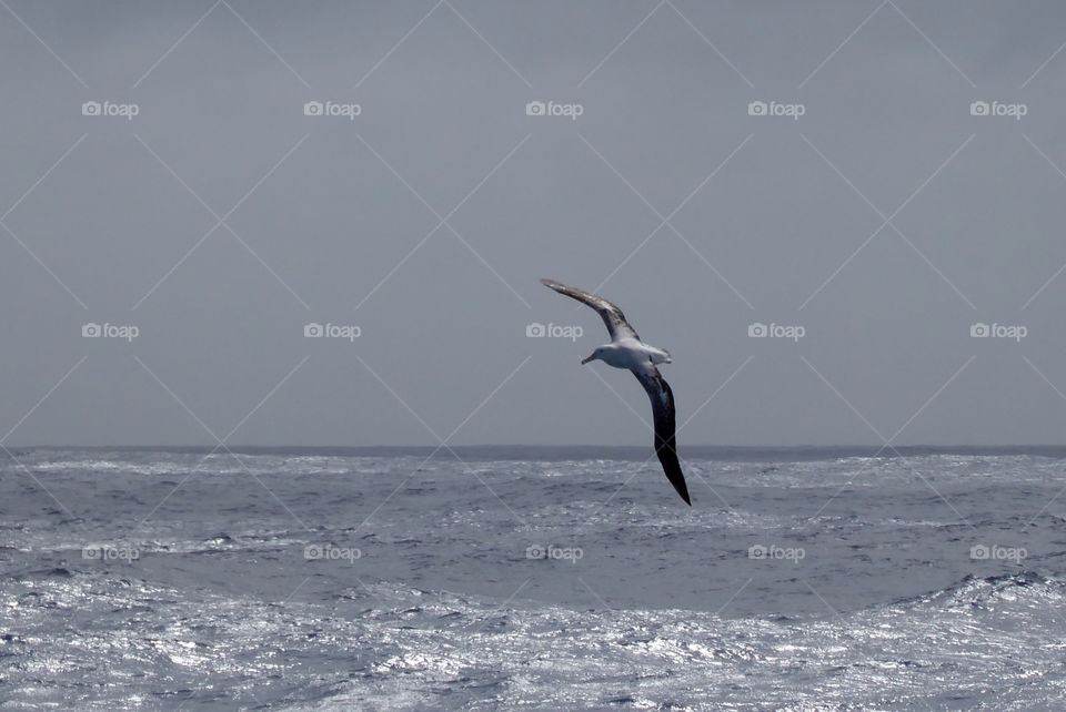An albatross trails our ship on a grey morning at sea