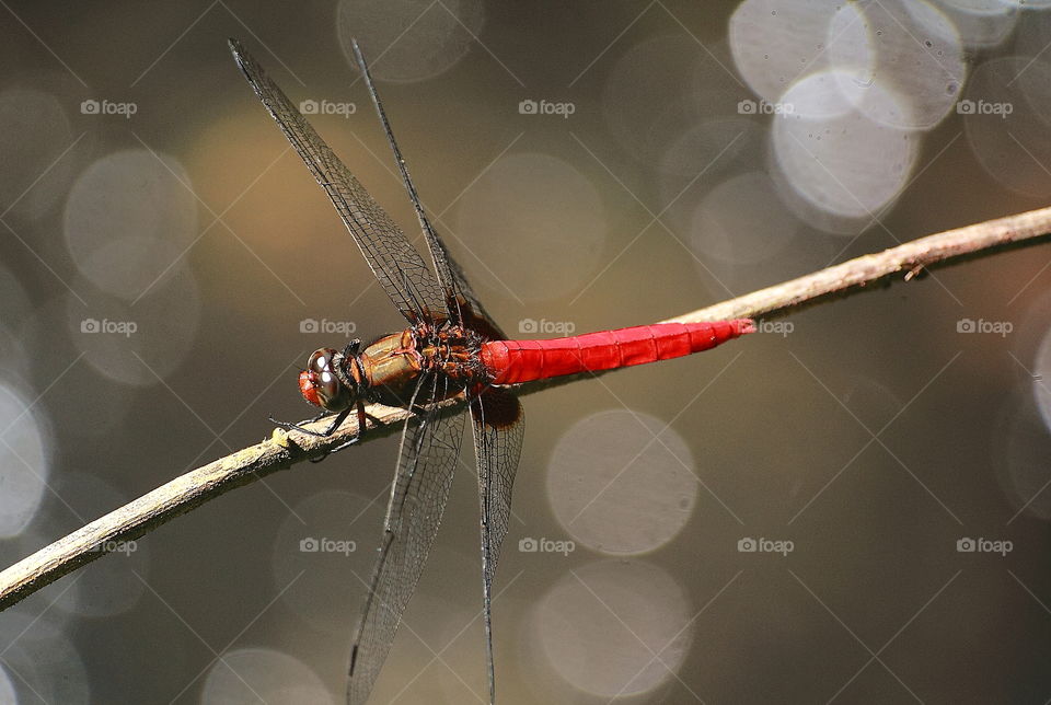 Soembanum othretum at the side of tropical river for daylight. Freshy tailed on red with its interest to perch at the dryng branch of plant. Flyng active to spread for the river of site.