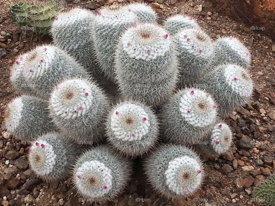 cactus bunch