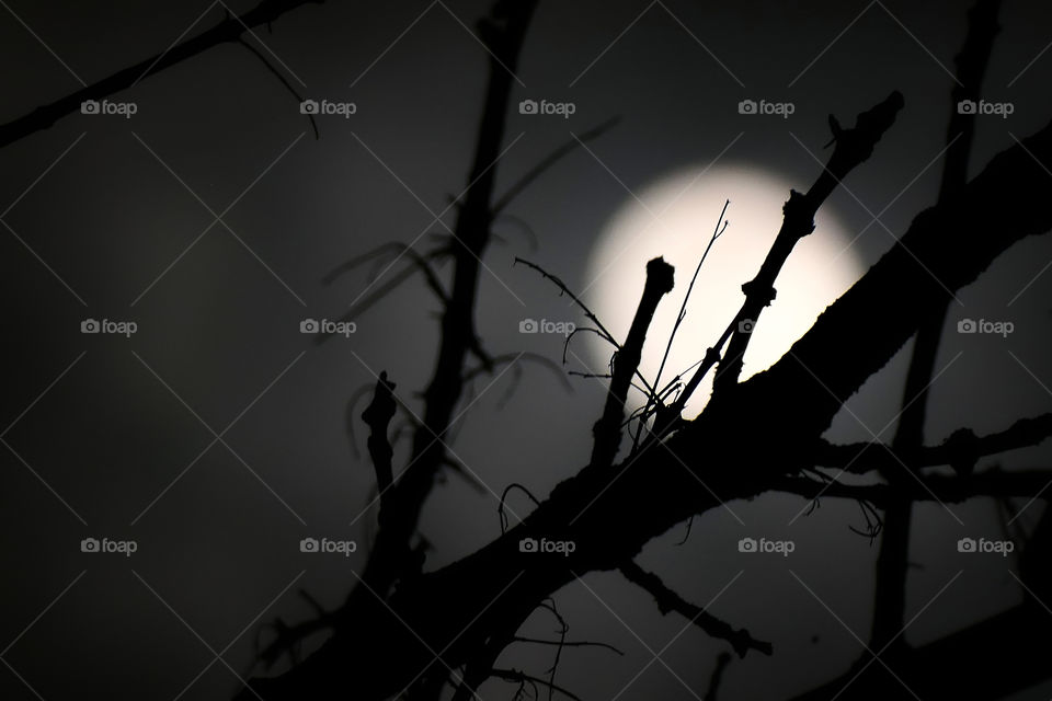 Moon behind the tree