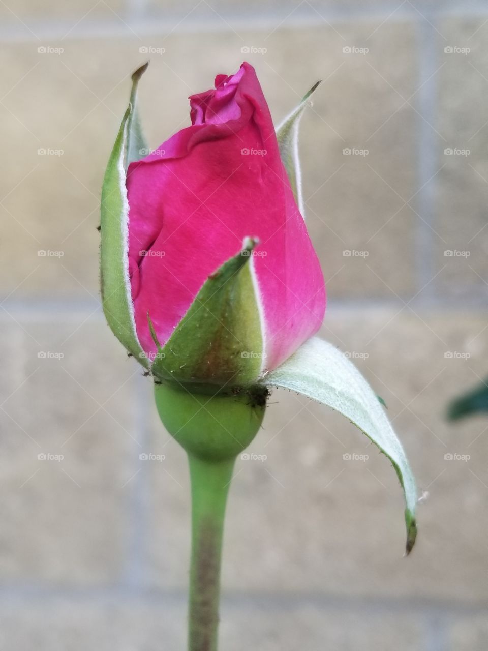 rosebud