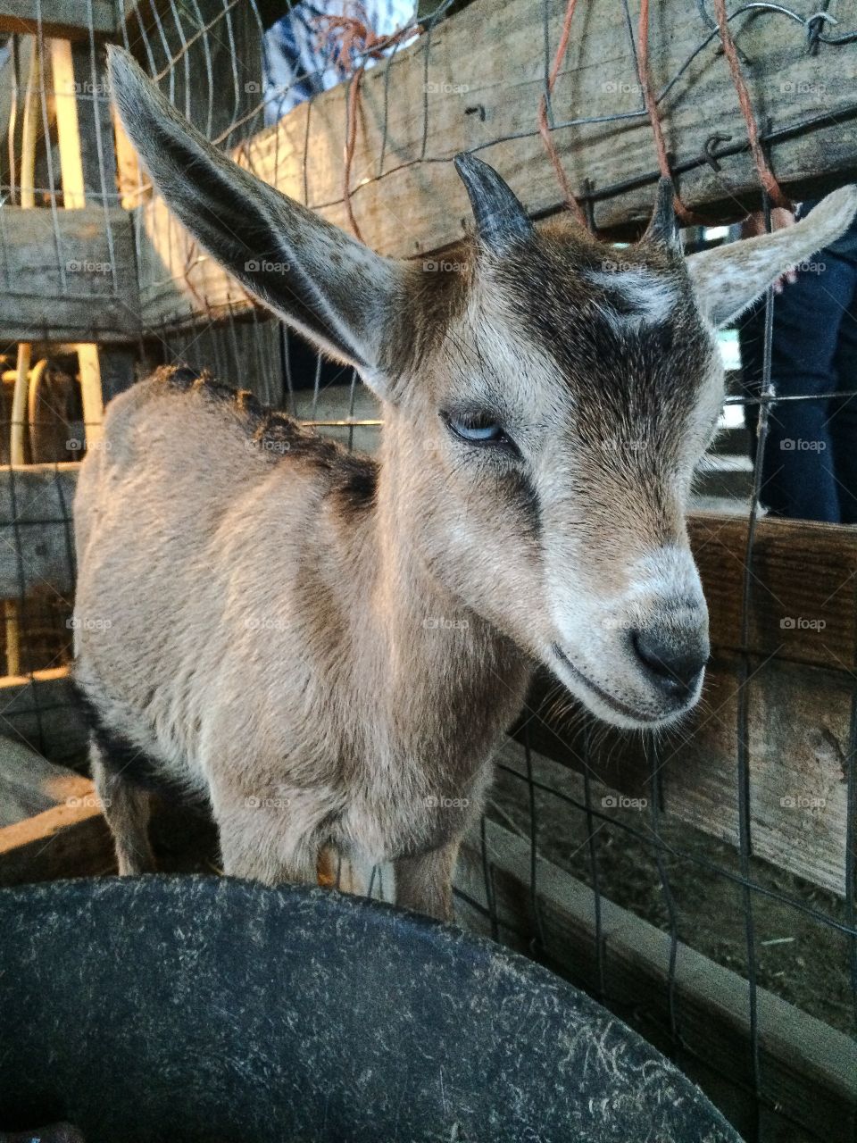 Angry Goat at the Petting Zoo. Baby goat gets angry because of the overwhelming about of people at the petting zoo