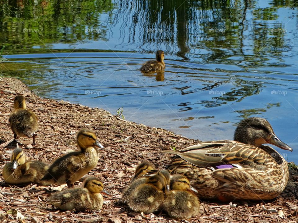 Mother Duck With Ducklings