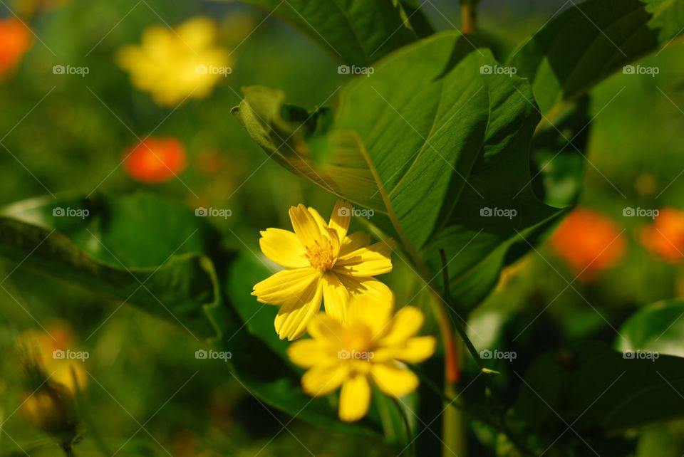 Marigolds