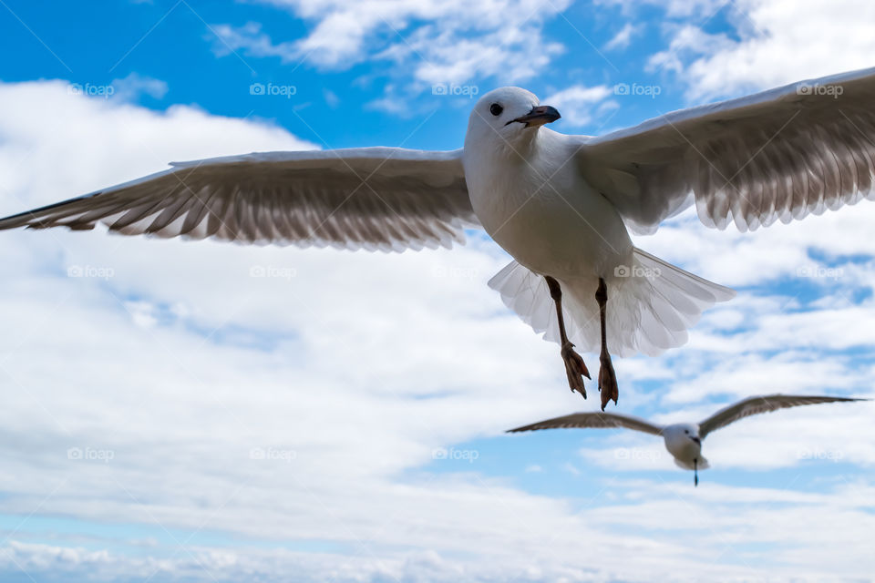 seagulls in flight against background of blue sky with white clouds