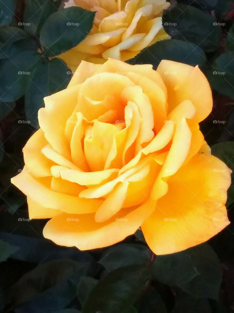 Yellow Rose =Friendship