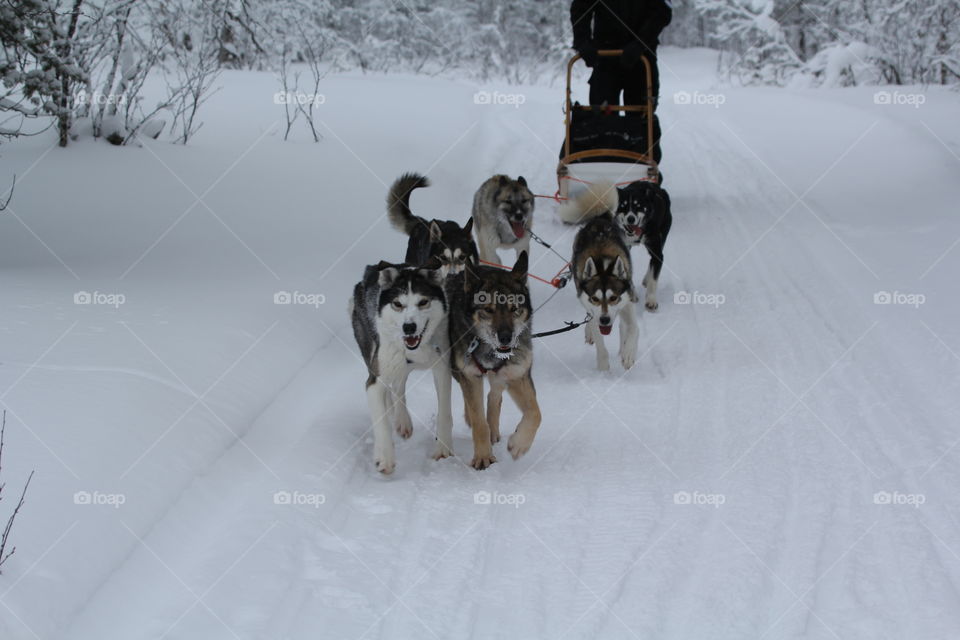 Huskies sledding in the snow, Finland