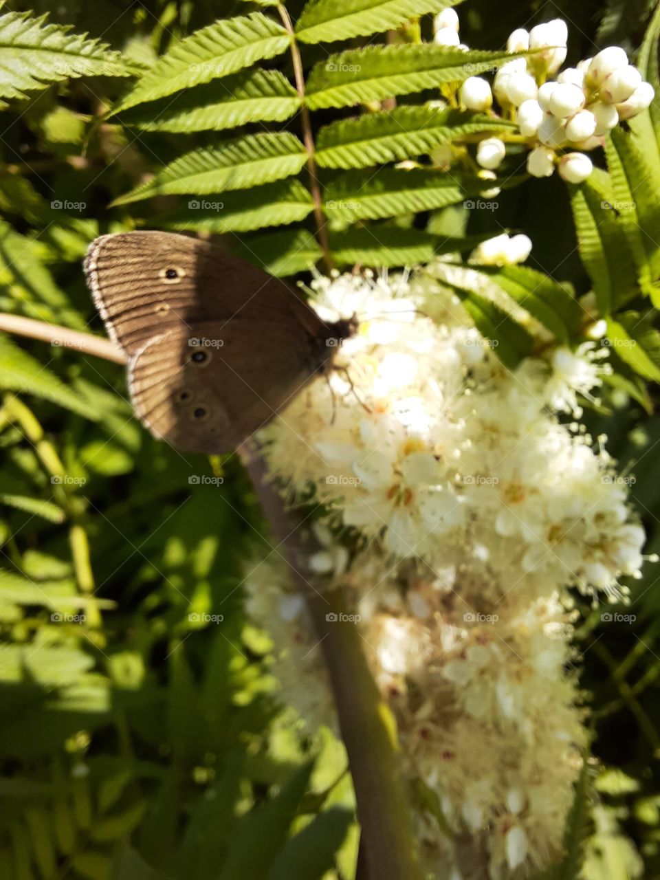 little  brown butterfly  half in sun half in shadow