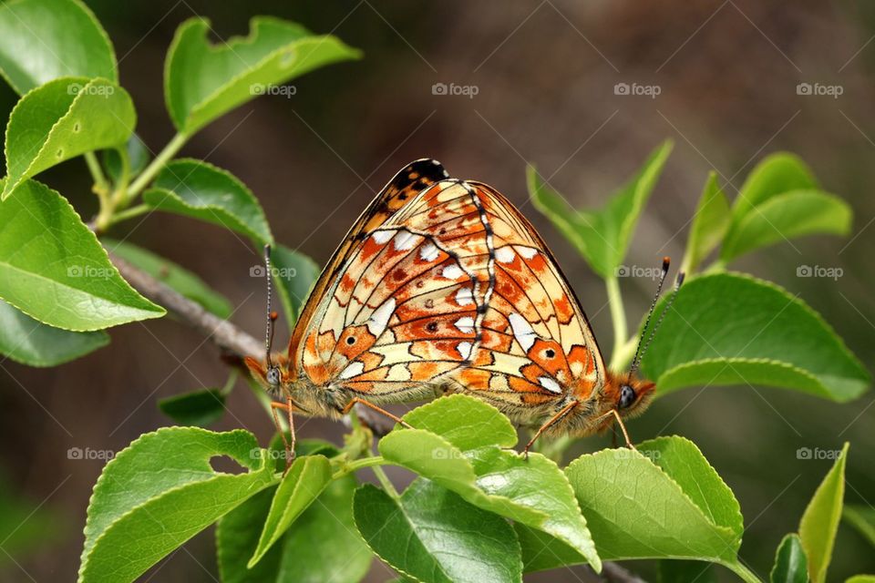 Pearl-bordered Fritillary