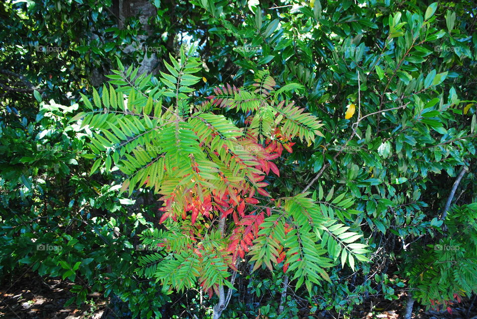 Autumn green and red leaves in Destin, Fl