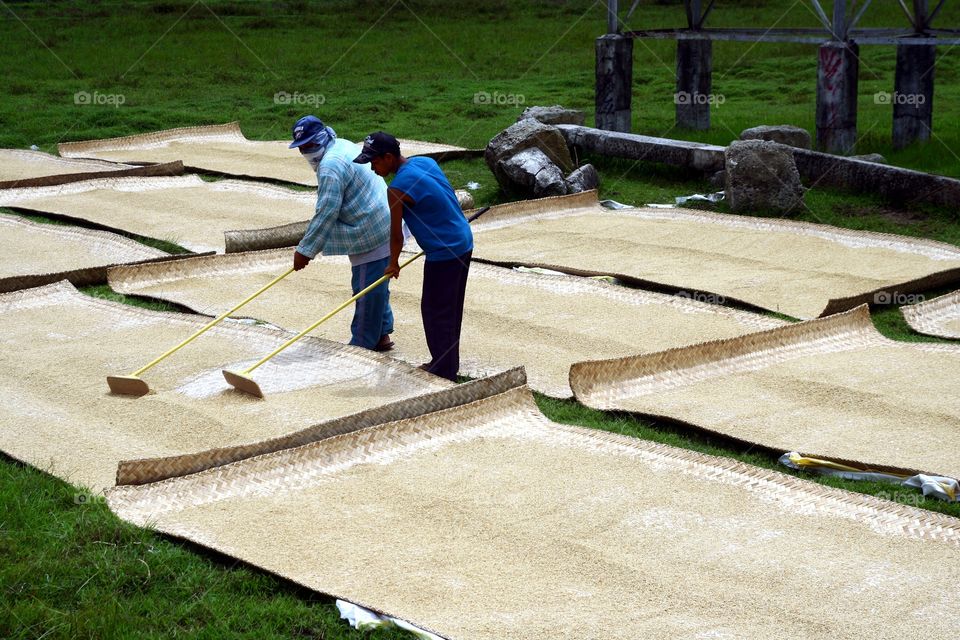 rice farmers. rice farmers in the philippines tending to their harvested rice