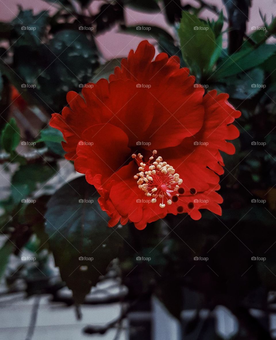 Beautiful flower
