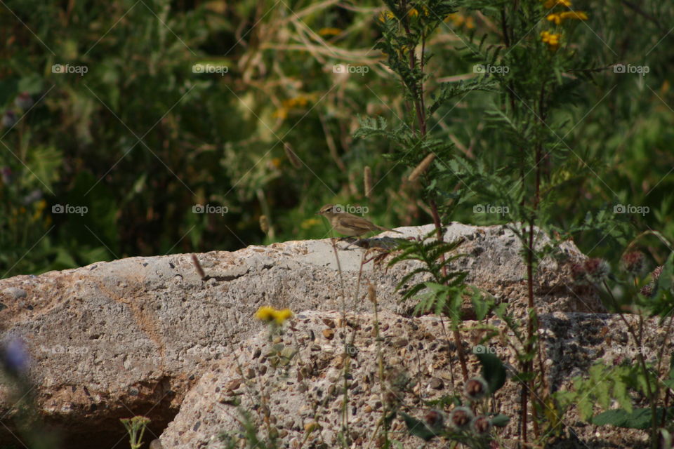 Bird on a stone