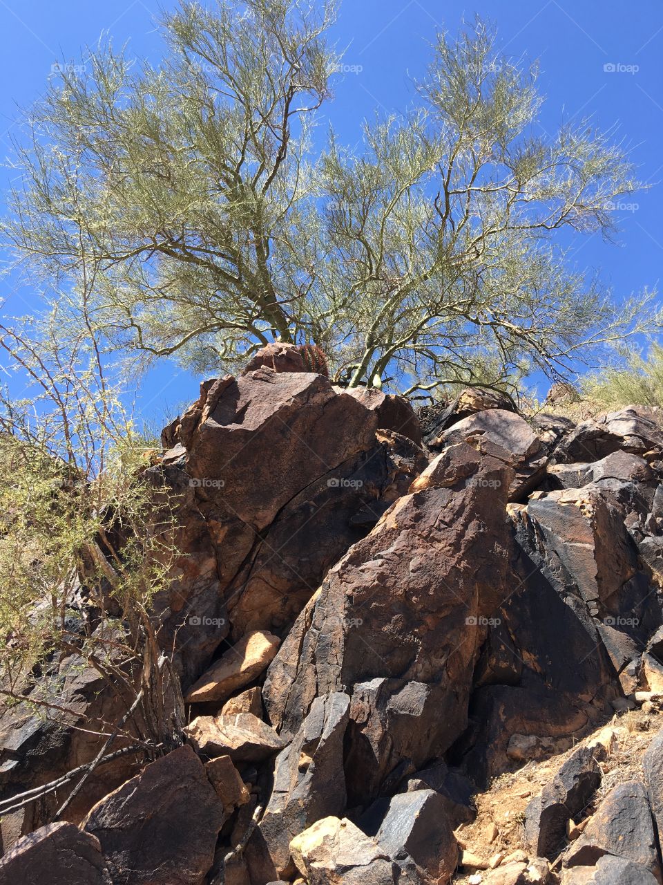 Desert tree.