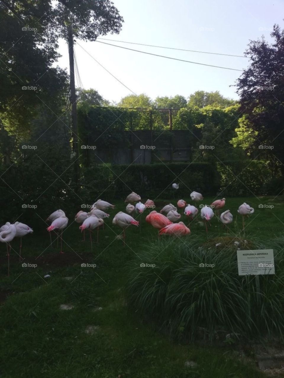 flamingos