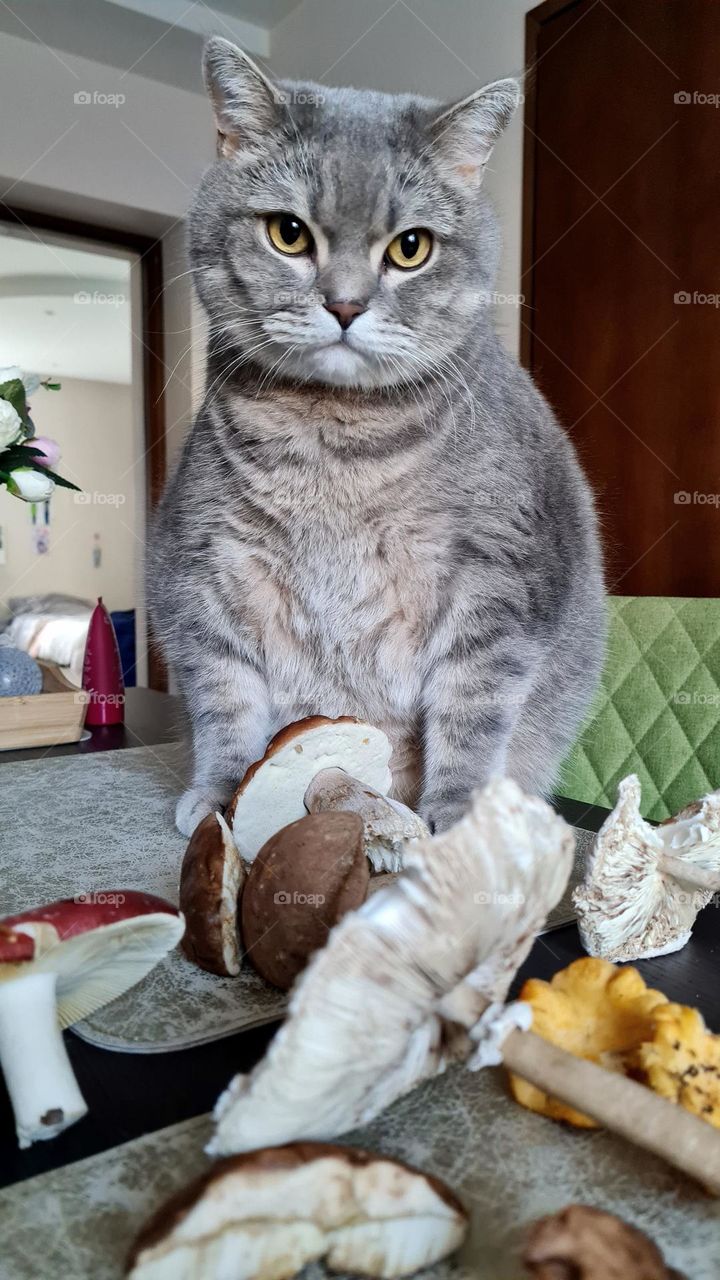 Cat and mushrooms