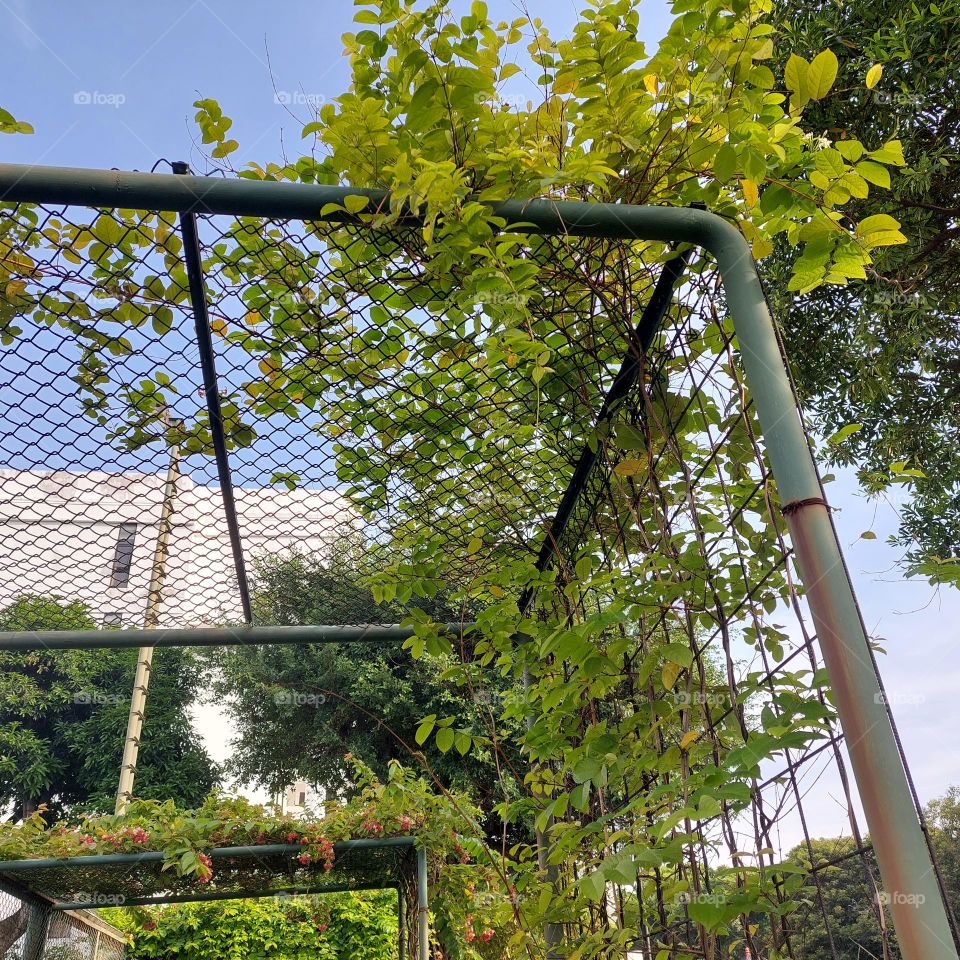 vines on wire in garden
