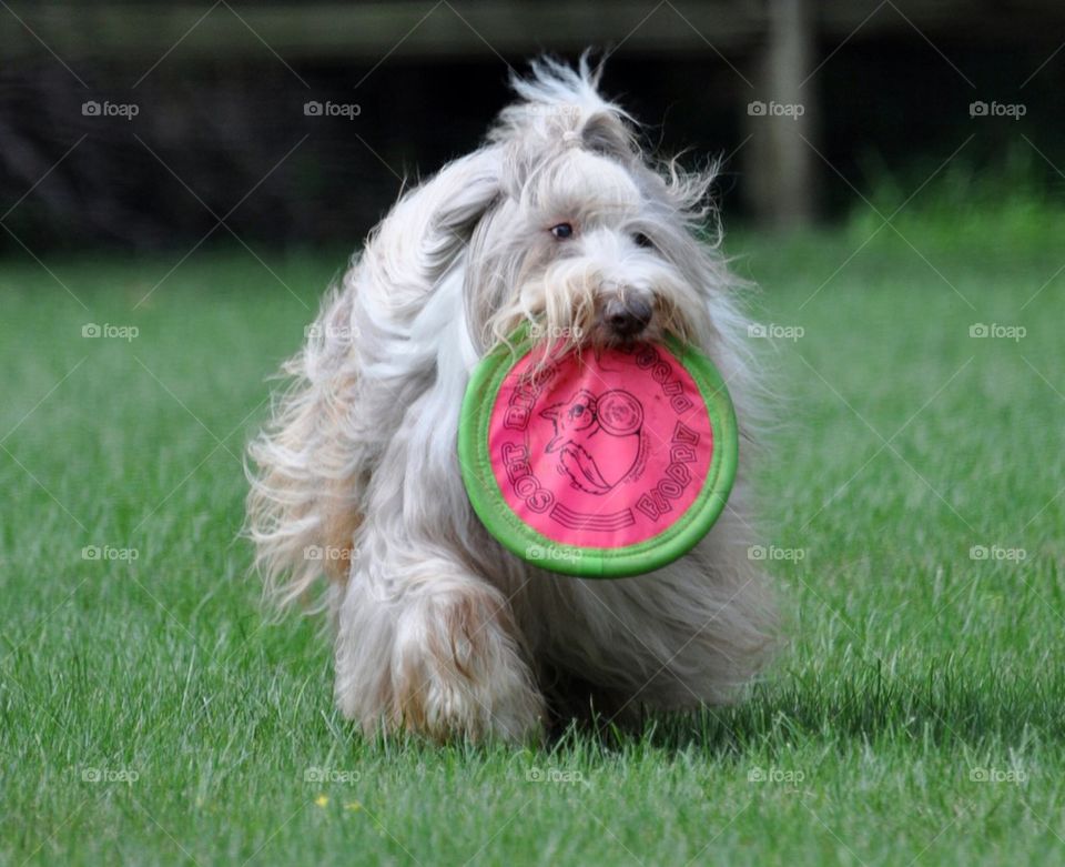 Bearded Collie playing frisbee
