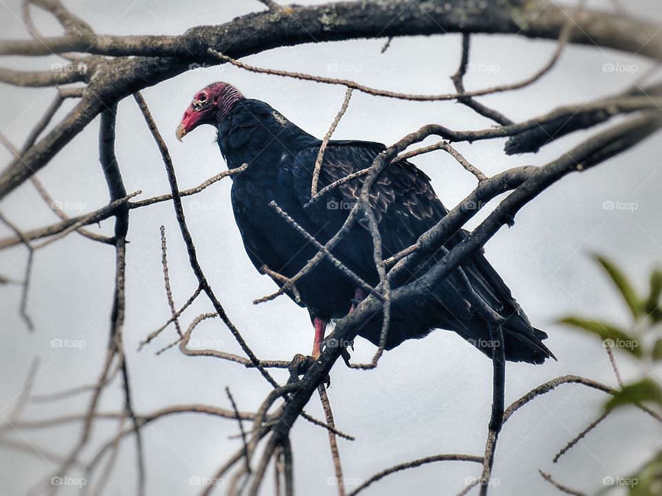 Turkey Buzzard or Vulture Boucherville Québec 