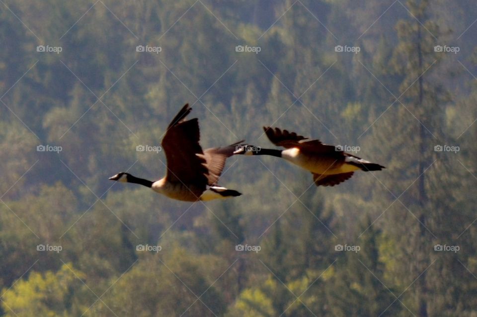 Canadian Geese Spring