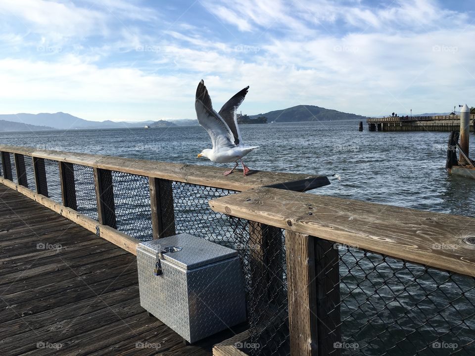 Watching the seagull lifting up