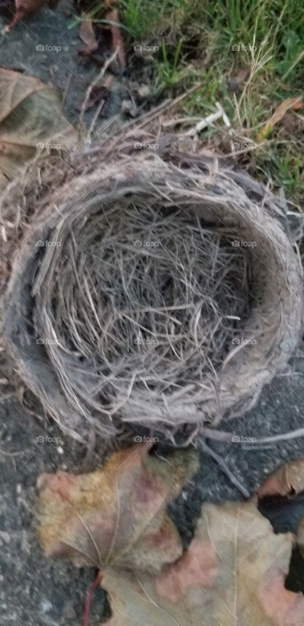An Empty Nest