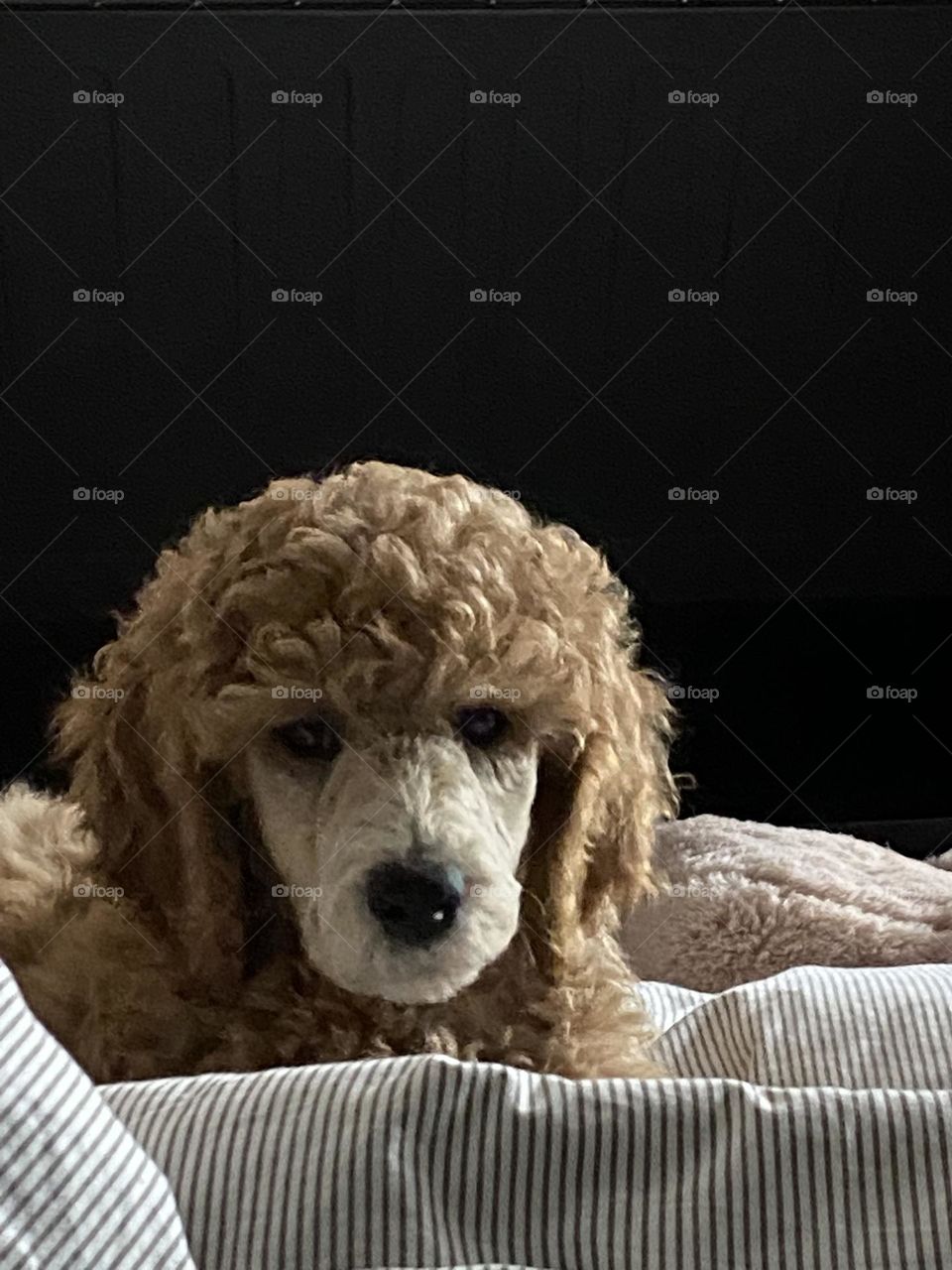 Hundewelpe, Königspudel, auf Decke vor schwarzem Hintergrund 